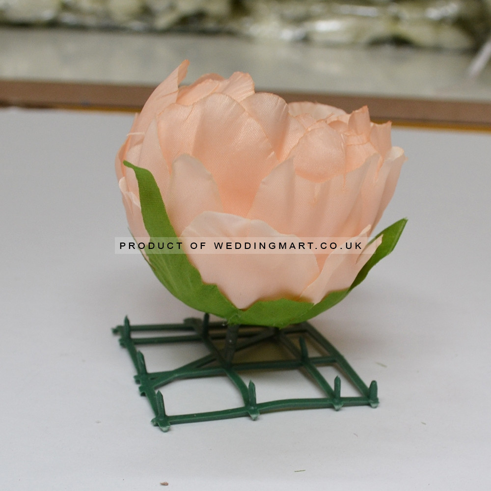 Peach Peony Heads Closed - Pack of 10