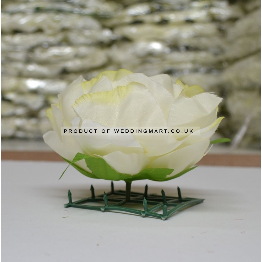 Light Green Peony Heads Closed - Pack of 10