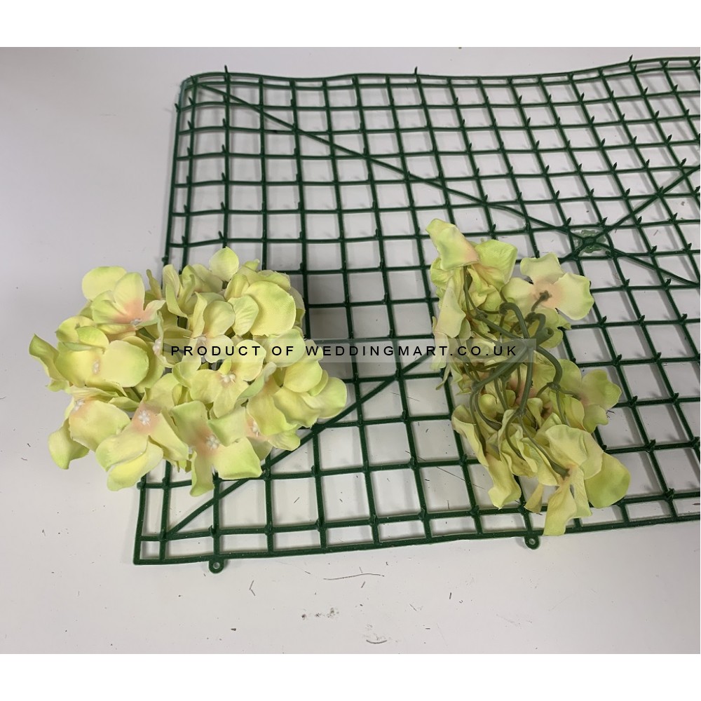 Light Green Hydrangea Flower Heads - Pack of 50