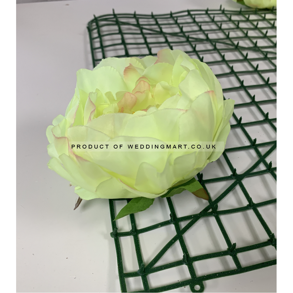 Green and Pink Peony Heads Closed - Pack of 10