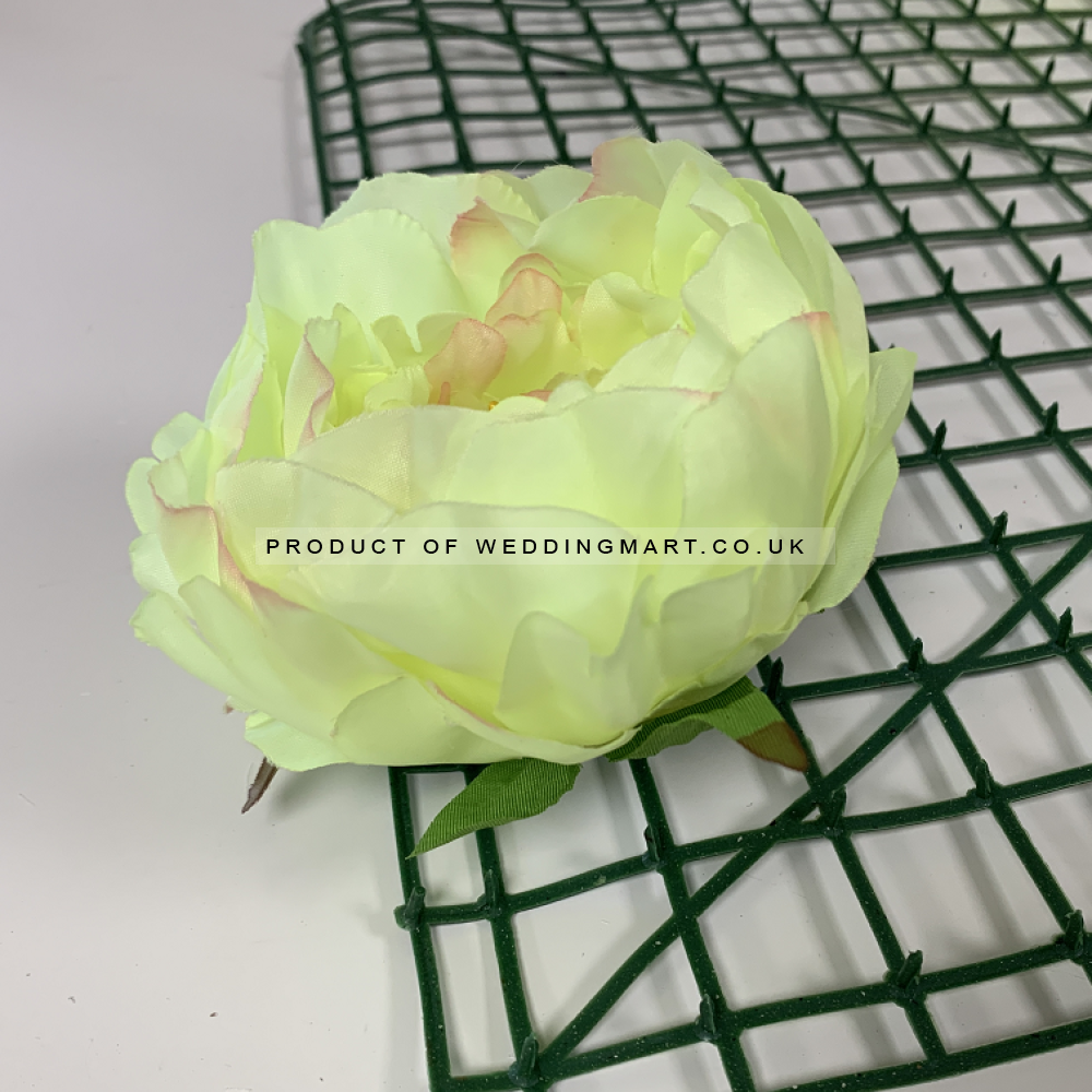Green and Pink Peony Heads Closed - Pack of 10