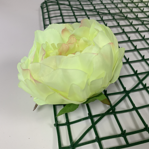 Green and Pink Peony Heads Closed - Pack of 10
