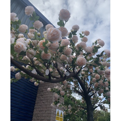 310cm Canopy Arch Rose Tree - Peach