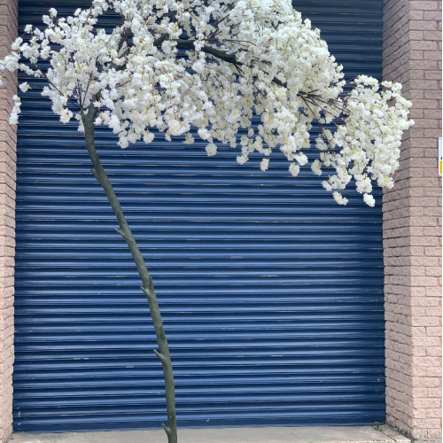 320cm Slimline Canopy Arch Weeping Cherry Blossom Tree - IVORY – Wholesale Canopy Arch Trees for Wedding Decorators | WeddingMart