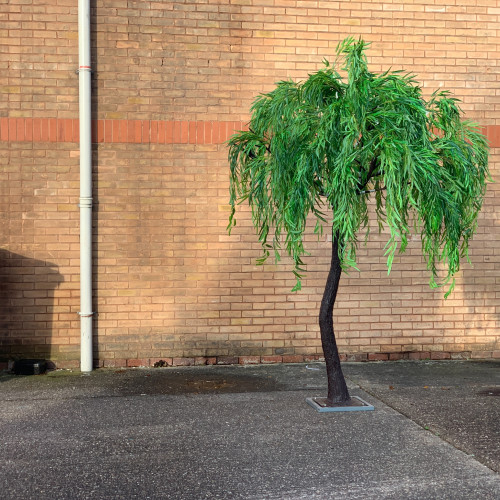 Shop 300cm Artificial Willow Tree - Elegant Upright Big Artificial Plants for Weddings & Special Events 300cm Artificial Willow Tree – Wholesale Upright Big Artificial Plants for Wedding Decorators | WeddingMart