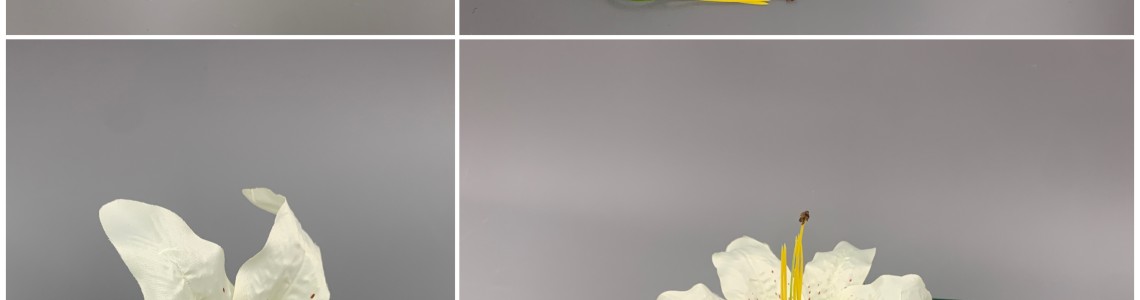 The Growing Renewed Demand for Balloon Decorations