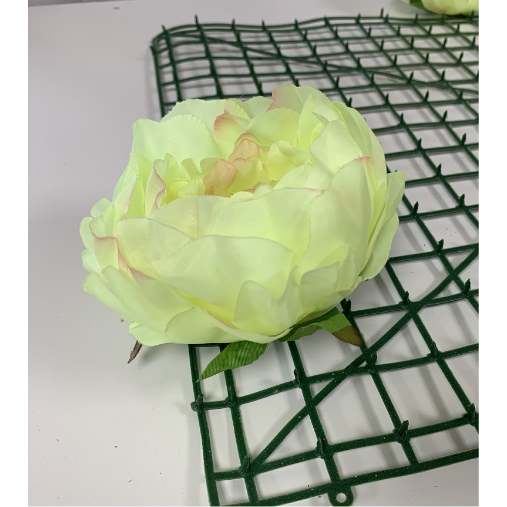 Green and Pink Peony Heads Closed - Pack of 10