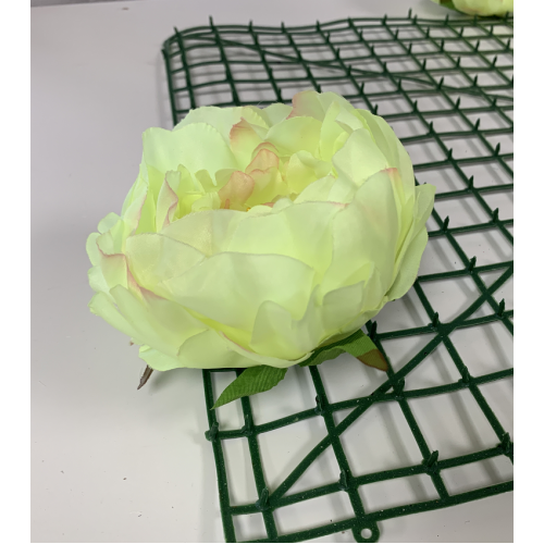 Green and Pink Peony Heads Closed - Pack of 10